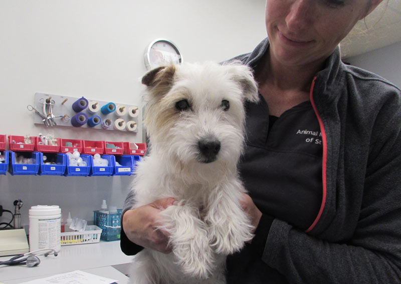 Dog Veterinarian Care in St. Charles